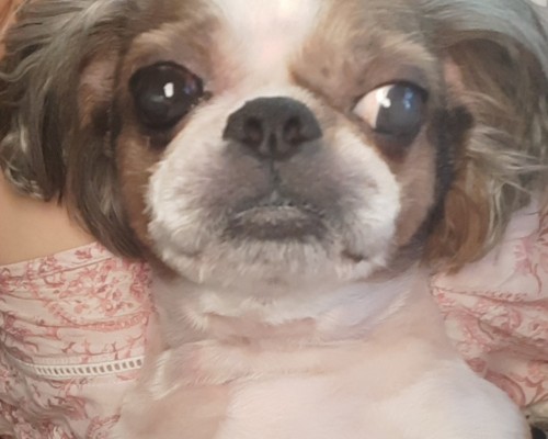 테오