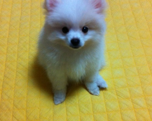 공주