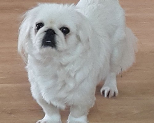 페페의 명복을 빕니다 (2019.01.22)
