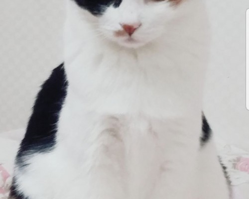 은비의 명복을 빕니다 (2019.02.12)