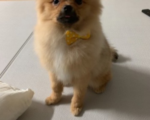 청이의 명복을 빕니다 (2019.02.11)